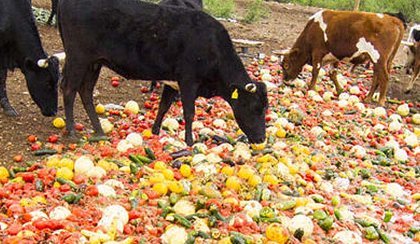 Cattle Food Waste Sprouts cattle eating vegetables and fruit