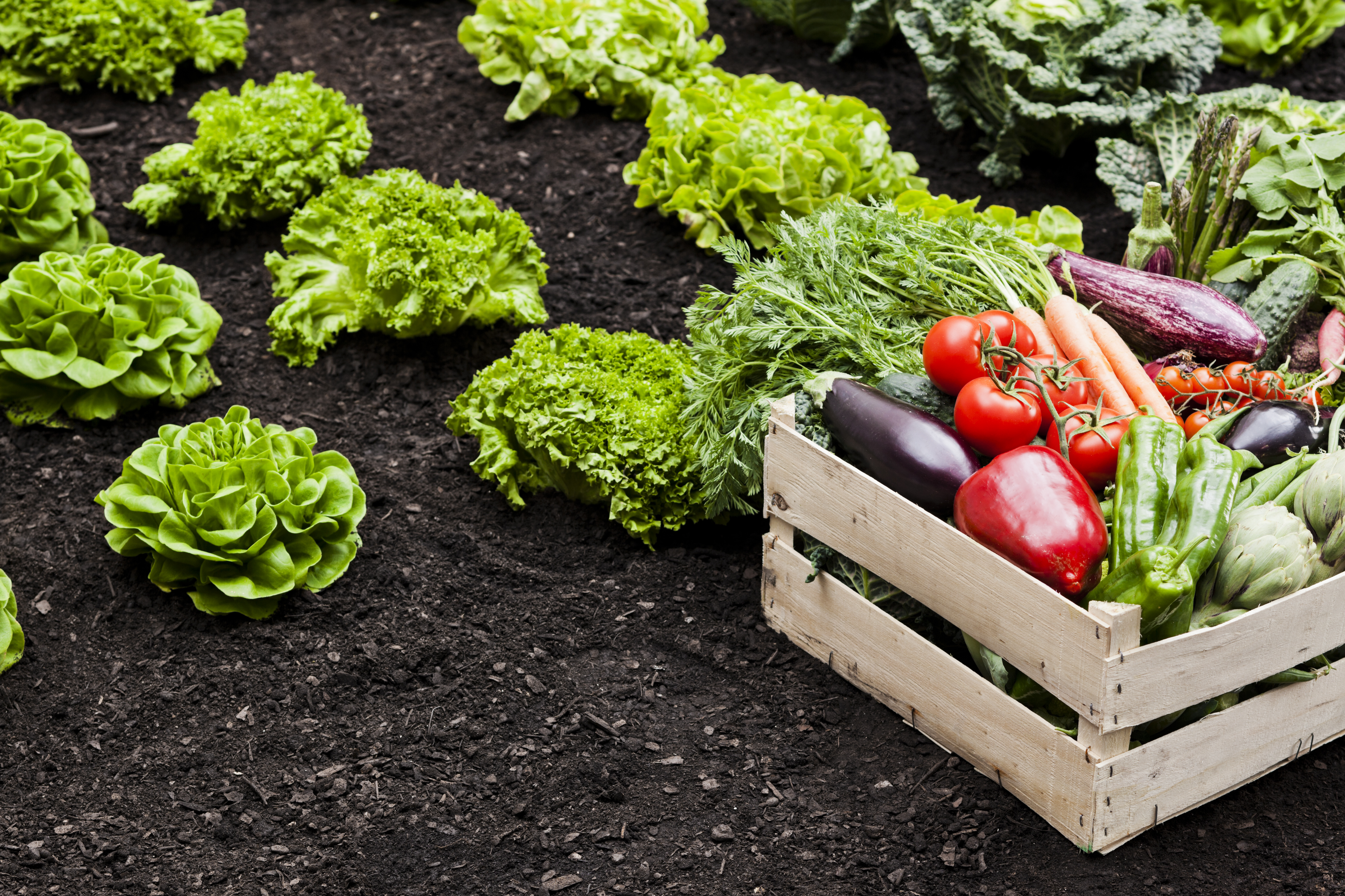 Field Soil