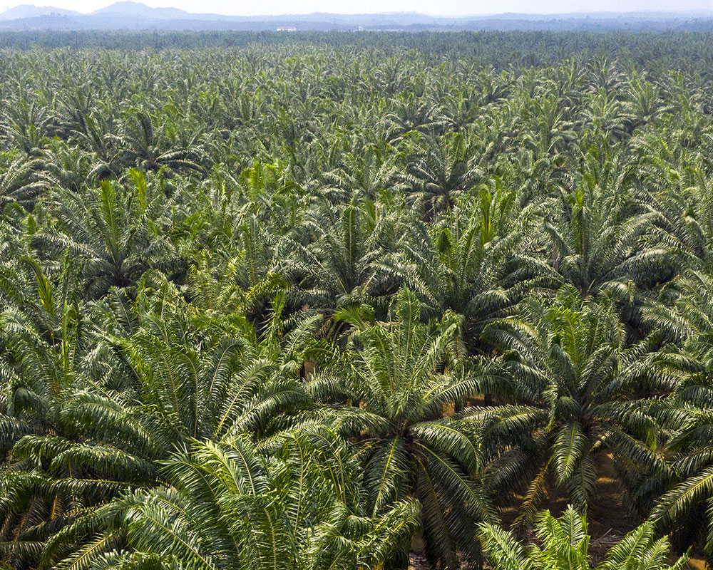 A field of palm trees
