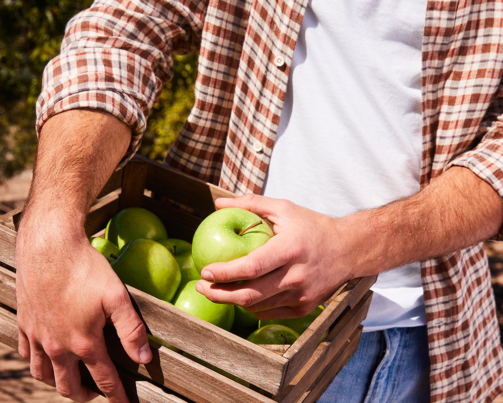 Man in a flannel shirt holding a crate of apples