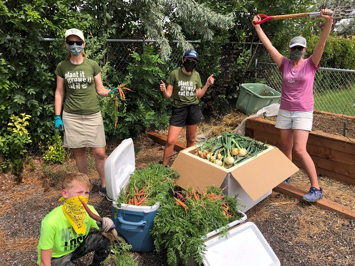 Volunteers harvest carrots, onions, and other fresh produce from a school garden in Colorado.