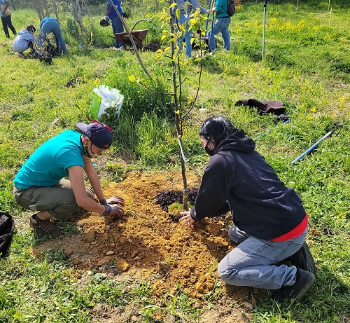 Volunteers planting fruit trees.