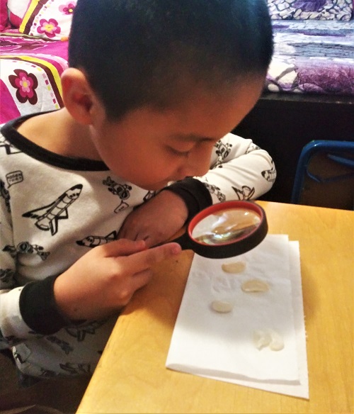 A boy uses a magnifying glass to study lima beans