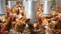 Chickens feeding in a barn