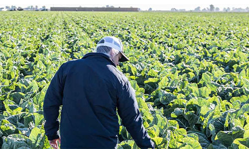 CH2-Product-Sourcing-Image-500x300 Farmer walking through a field of crops